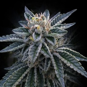 3peat_dna_genetics