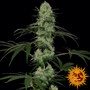 Семена Barneys farm Tangerine dream autofem