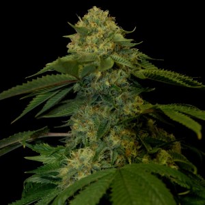 Семена DNA Genetics Holy Grail Kush feminized