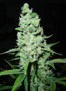 Семена Dutch Bulk AK-47 feminized 100 шт.