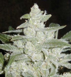 семена 'Auto White Widow' autofeminized