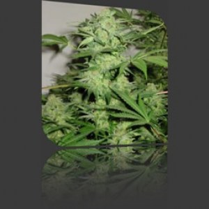 семена 'Auto Northern Lights' autofeminized