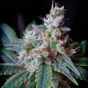 семена 'Auto Caramel' autofeminized