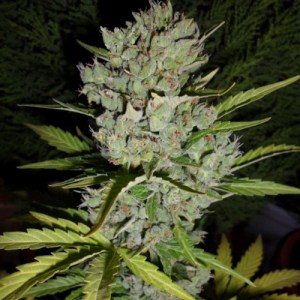 семена 'Auto super skunk' autofeminized