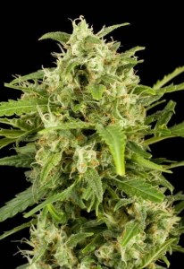 Семена Dutch Bulk Auto Critical autofeminized 50 шт.