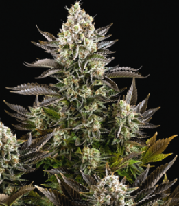 Семена Dutch Bulk CBD White Widow feminized 20 шт.