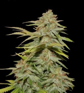 Семена Dutch Bulk Candy kush feminized 20 шт.