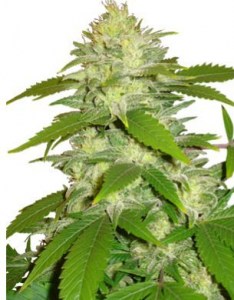 Семена Dutch Bulk Critical Mass feminized 20 шт.