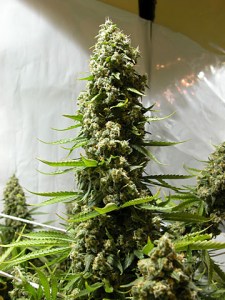 Семена Dutch Bulk White Russian feminized 50 шт.