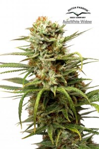 Семена Dutch Passion Auto White Widow autofem 7 шт.