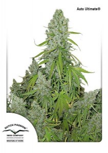 Семена Dutch Passion Auto Ultimate autofem 100 шт.