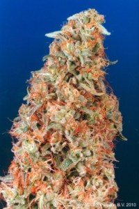Семена Dutch Passion Power Plant regular