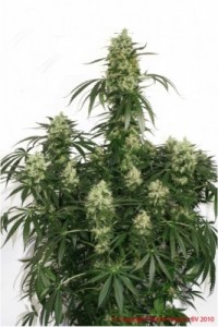 Семена Dutch Passion The Ultimate feminized