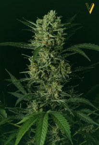 Семена Victory seeds Auto Amnesia autofem 5 шт.