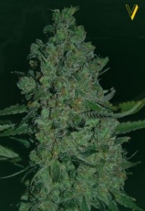 Семена Victory seeds Auto Chronic XXL autofem 5 шт.
