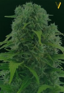 Семена Victory seeds Auto Northern Light autofem 5 шт.
