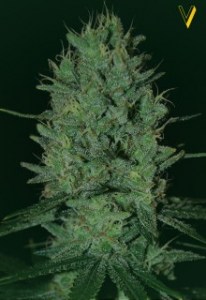 Семена Victory seeds Amnesia Haze fem 5 шт.