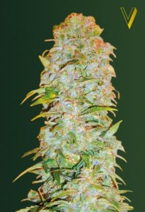 Семена Victory seeds Auto AK-77Vautofem 10 шт.
