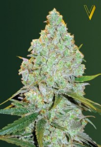 Семена Victory seeds Auto Amnesia Haze autofem 10 шт.