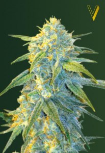 Семена Victory seeds Auto Northern Light autofem 10 шт.
