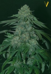 Семена Victory seeds OG Kush fem 5 шт.