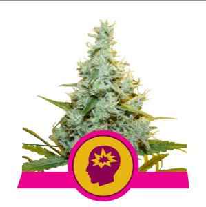 amg_amnesia_mac_ganja