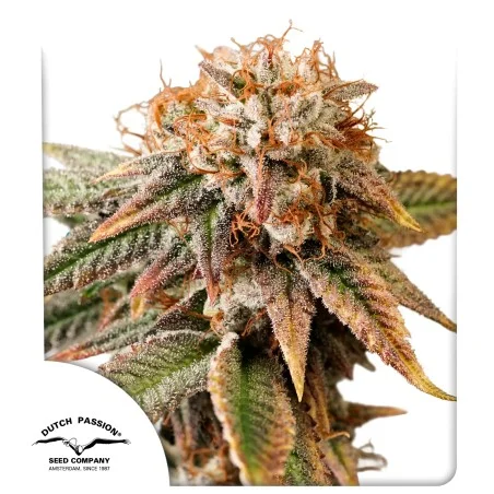auto_kingston_punch8