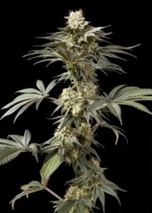 badazz_cookies_og_fem