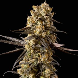 banana_biscotti_f1_fem