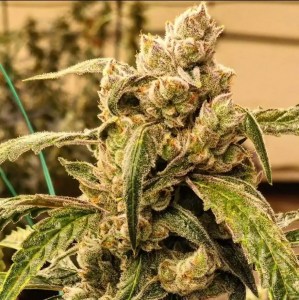 banana_jealousy_ibl_auto