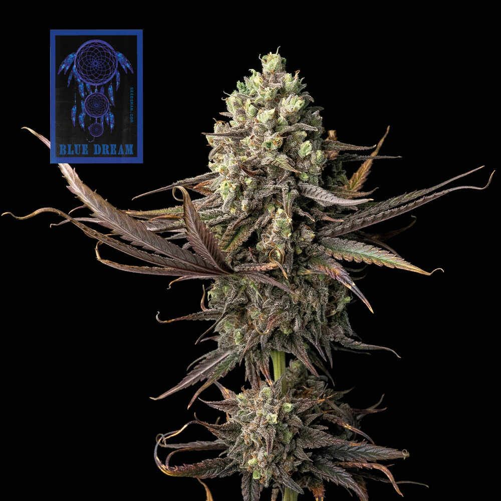blue_dream_fast_fem9