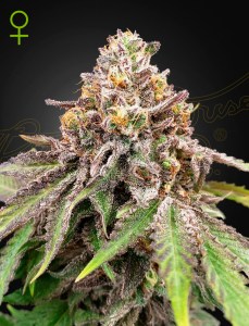 blue_haze_gelato_auto