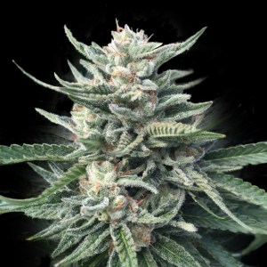 chocolope_256_dna_genetics