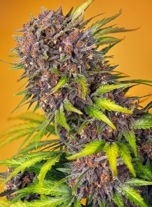 diablo_rojo_xl_auto