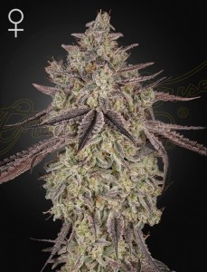 ghs_skywalker_auto
