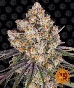 ice_cream_cake_fem