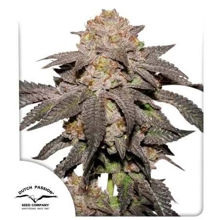 kingston_punch_fem