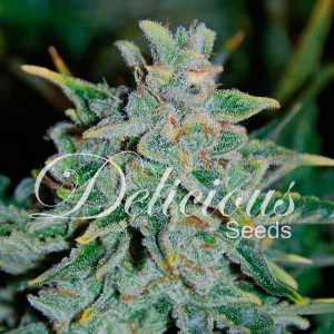 northern_light_blue_auto