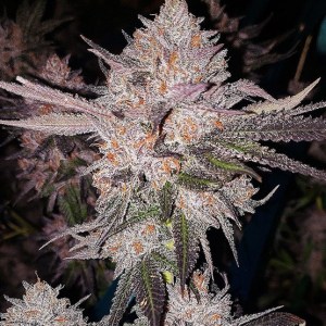 og_kush_rbx_auto