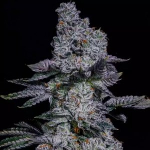 pineapple_runtz_auto
