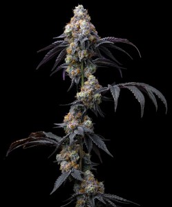 rainbow_sherbet_fem