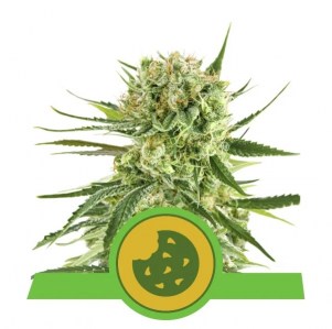 royal_cookies_automatic