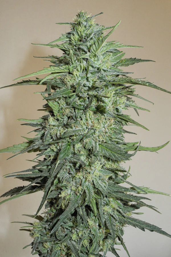 sageberry_autoregular_14