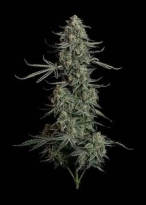 seedsman_blue_dream_auto