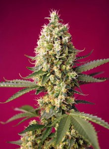 skywalker_og_runtz_xl_auto