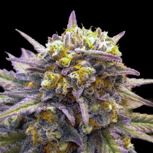 tangilope_kush_reg
