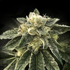 white_chocolope_dna_genetics